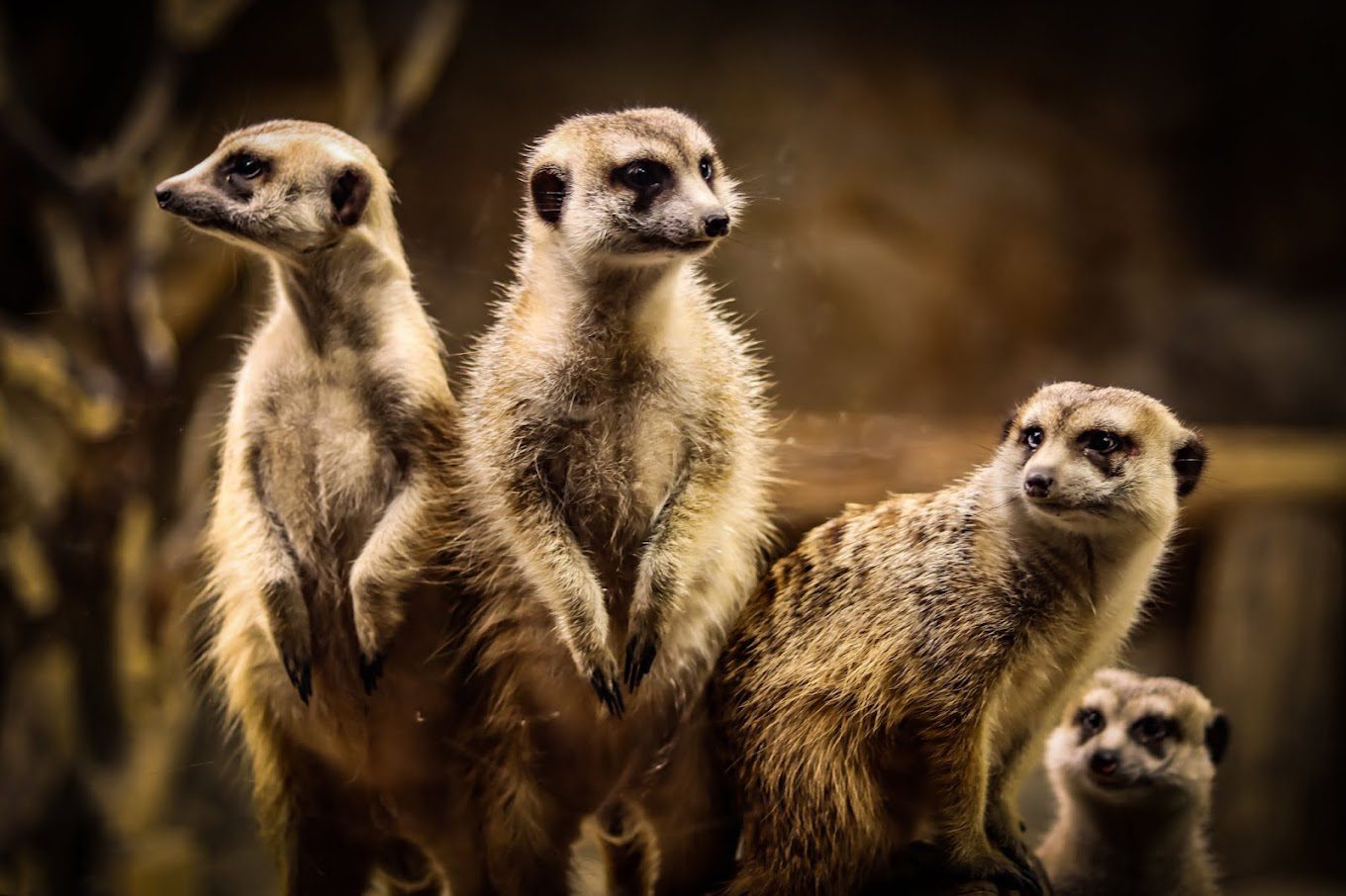 Chattanooga Zoo